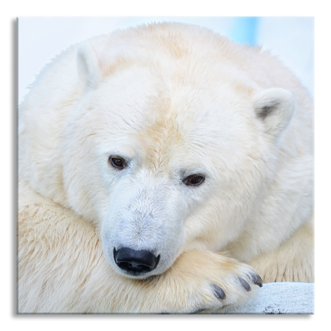 Ungerahmtes Foto auf Glas "Nachdenklicher Eisbär"