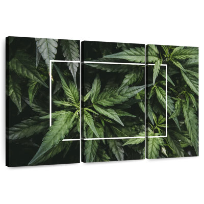 Feuilles de marihuana encadrées