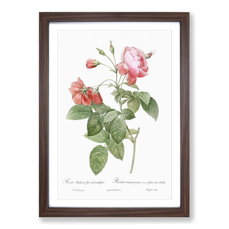 Boursault Rose in Pink by Pierre-Joseph Redoute - Picture Frame Graphic Art Print, Walnut Framed, 48cm H x 36cm W x 2cm D