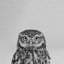 Black and White Owl - Drawing on Canvas-1112229321