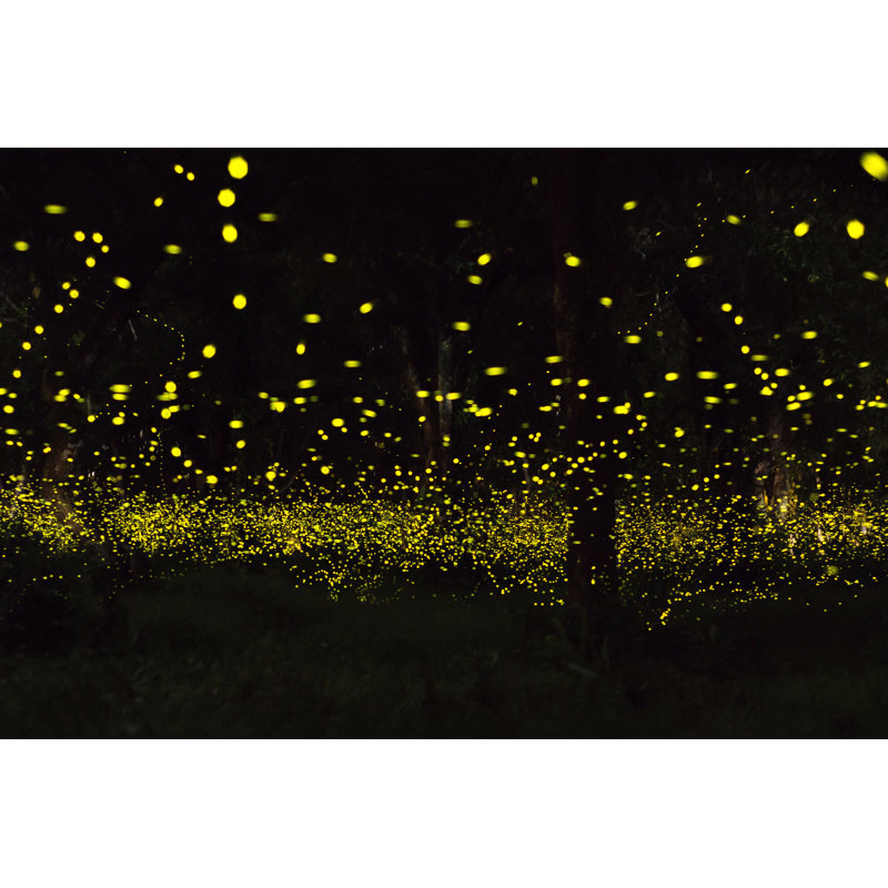Velna Firefly par Sihasakprachum - photographie sur toile tendue, H 32 po x l 48 po