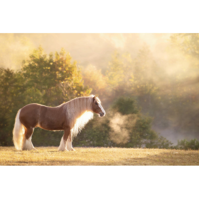 Golden Lit Horse I by P.H. Burchett - Photograph, 20cm H x 30cm W, Wrapped Canvas