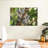 Australian Koala Bears-107922765