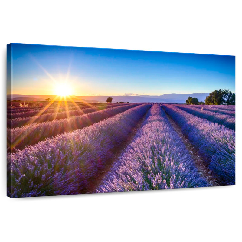 Champ de lavande en fleurs d'Alvord, H 16 po x l 24 po