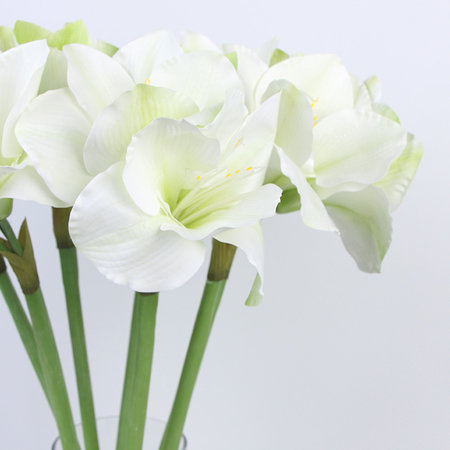 Tige orchidée clivia, 5 tiges, blanc