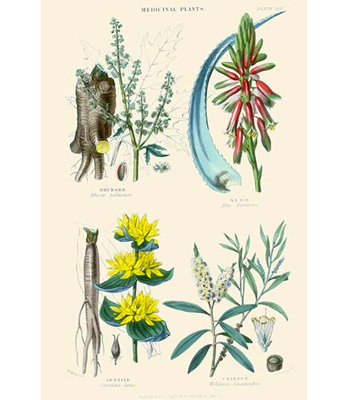 Medicinal Plants. Rhubarb Aloe Gentian Cajeput by William Rhind - Graphic Art