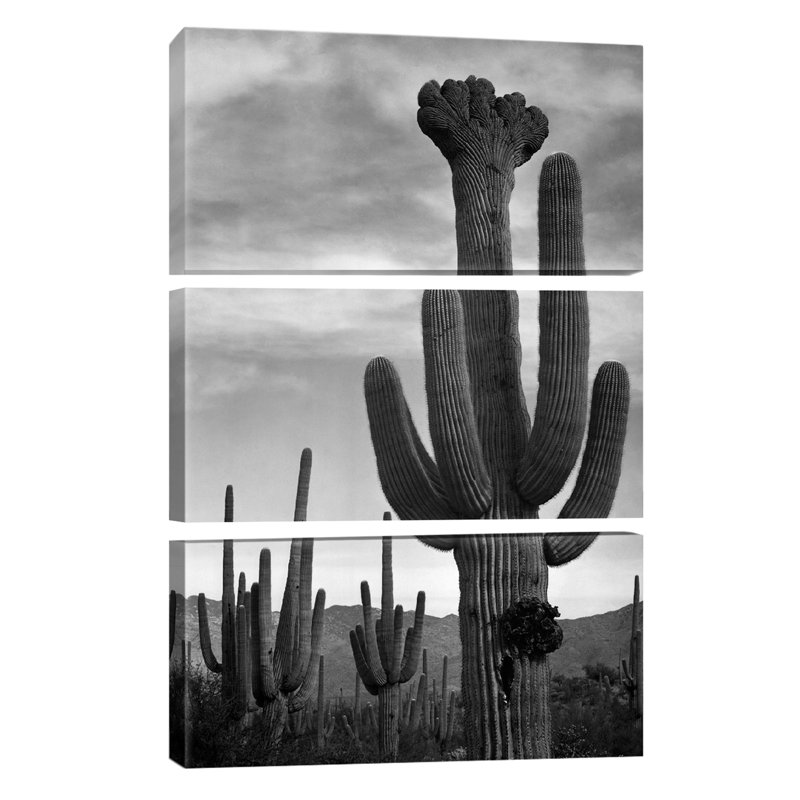 « saguaros, saguaro national », reproduction de photo sur toile tendue, H 12 po x l 8 po x P 0,75 po