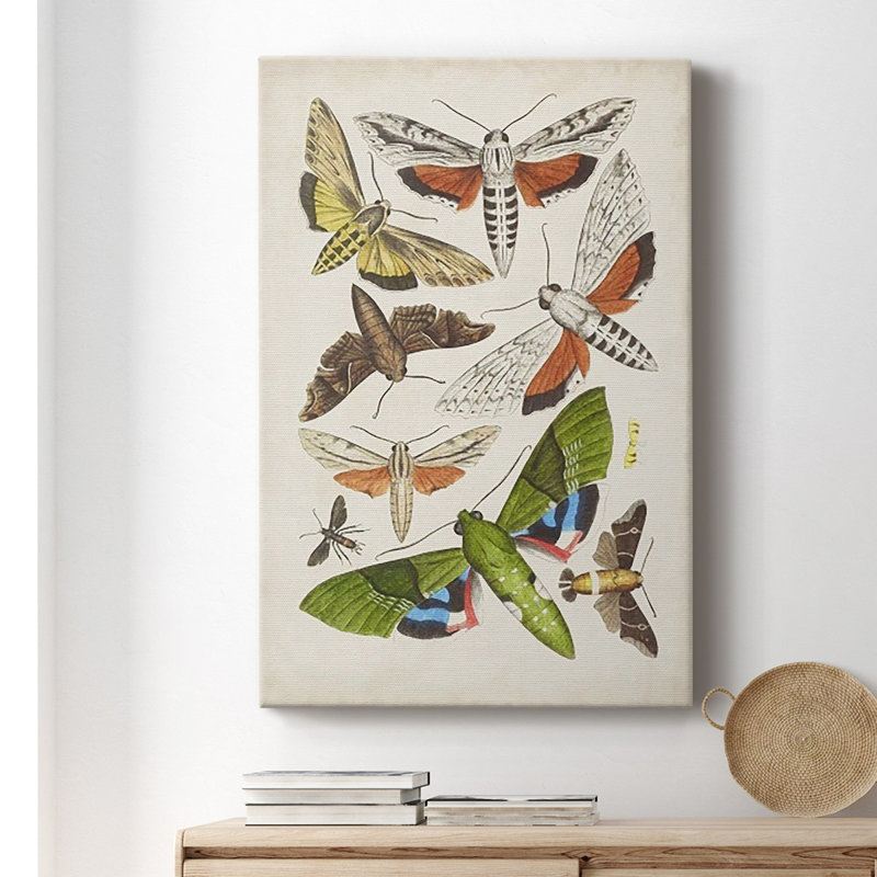 Toile tendue avec châssis de qualité supérieure Antique Moths II - prête à être accrochée, H 12 po x l 8 po x P 1 po