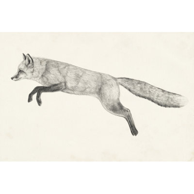 Flying Fox II - Drawing