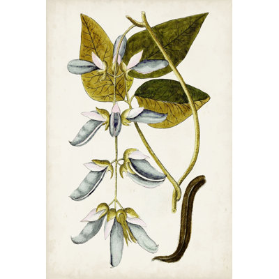 Étude botanique antique V