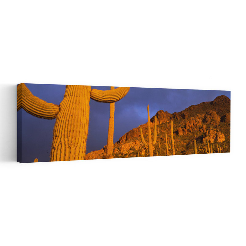 Cactus Saguaro, Tucson, Arizona, États-Unis, H 48 po x l 16 po