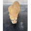 Cougar Life Size Statue