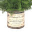 Faux Fern Plant in Glass Vase