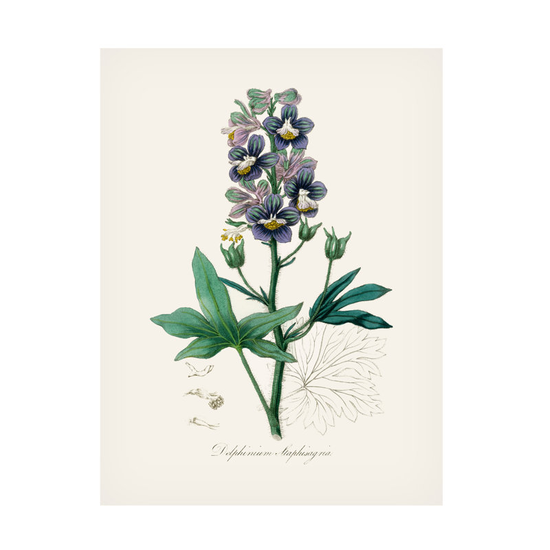 John Stephenson And Delphinum Staphisagria Medical Botany Canvas Art, 19" H x 14" W