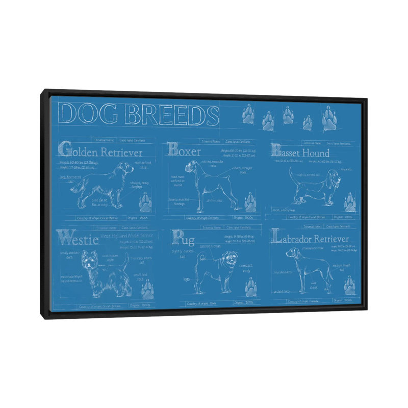 «Dog Breeds Infograph», reproduction d'impression sur toile tendue, H 18 po x l 26 po x P 1,5 po, Toile avec cadre noir