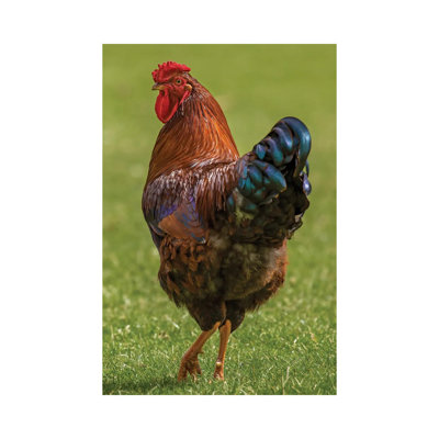" Check Out My Legs Rooster " by Louis Ruth