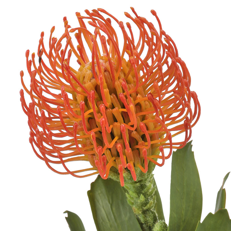 Coussin en plastique Protea 21 po , Orange