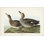 Pl 348 Galdwell Duck