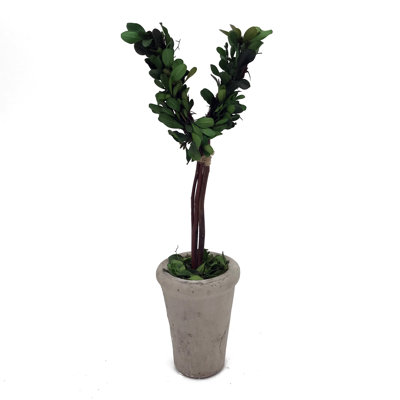 Arbre à lettre V en pot Modern Home Real Preserve