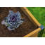 Lit de jardin surélevé en bois Mezza-399238553