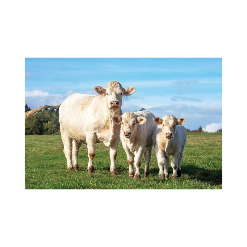 White Cow And Her Calves by Clara Bastian - Print on Canvas, Wrapped Canvas, 20.32cm H x 30.48cm W x 1.91cm D