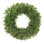 Classic Boxwood Wreath