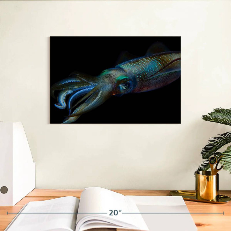 Bigfin Reef Squid, 8" H x 12" W