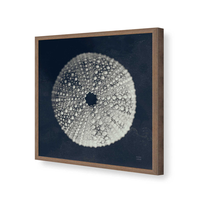 «Urchin Still Life I» par Nathan Larson, reproduction d'art, H 30 po x l 30 po, Brun