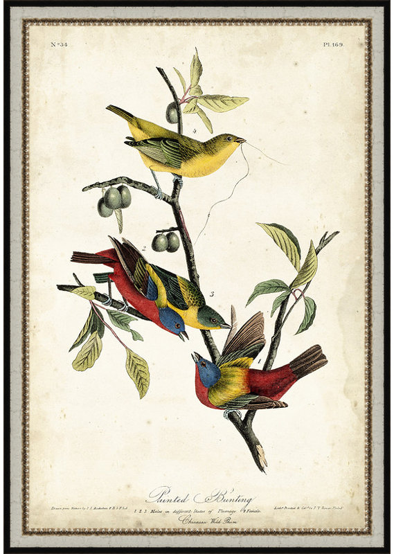 «Painted Bunting», reproduction d'art encadrée