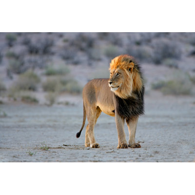 Big Male African Lion by EcoPic - Wrapped Canvas Print