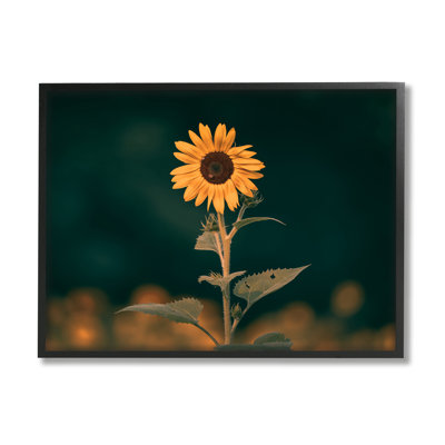 Tournesol foncé nature par Daniel Sproul