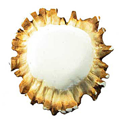 Oversized Wildlife Wilderness Knob