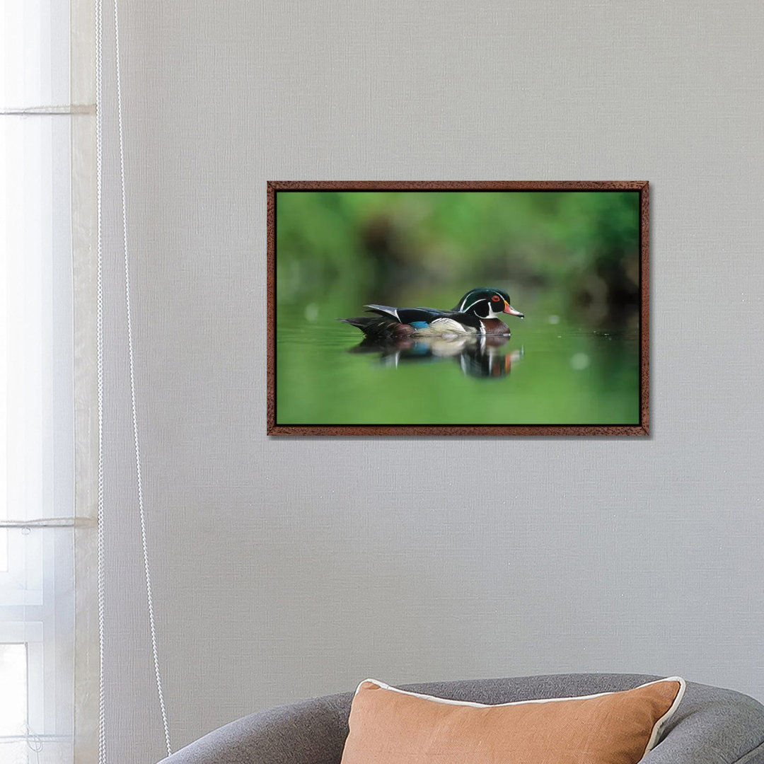 Wood Duck Male Portrait, British Columbia, Canada von Tim Fitzharris - Galerie-verpackte Leinwand Giclée auf Leinwand