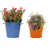 Bleu / Mandarine
