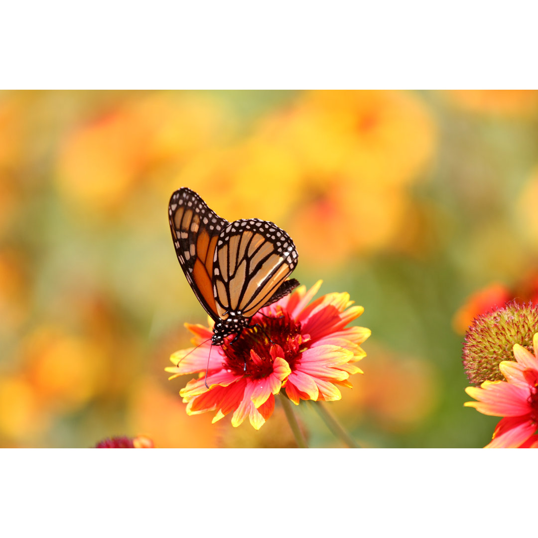 Schmetterling im Frühlingsgarten - Foto ohne Rahmen auf Leinwand