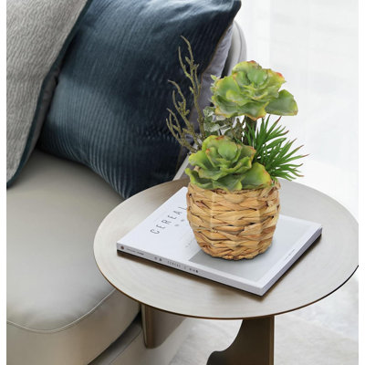 25.91cm Plant