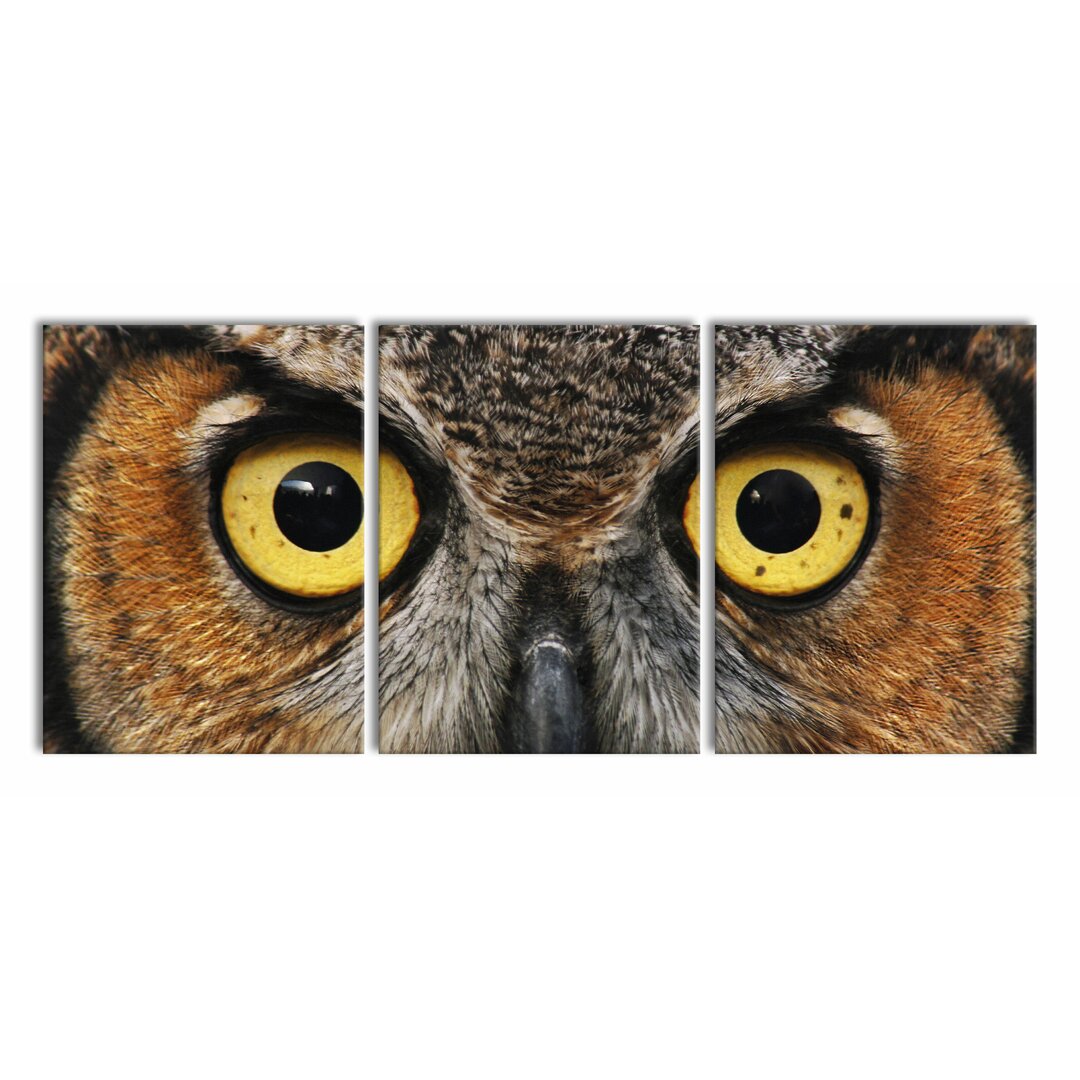 3-tlg. Leinwandbilder-Set Alert Owl