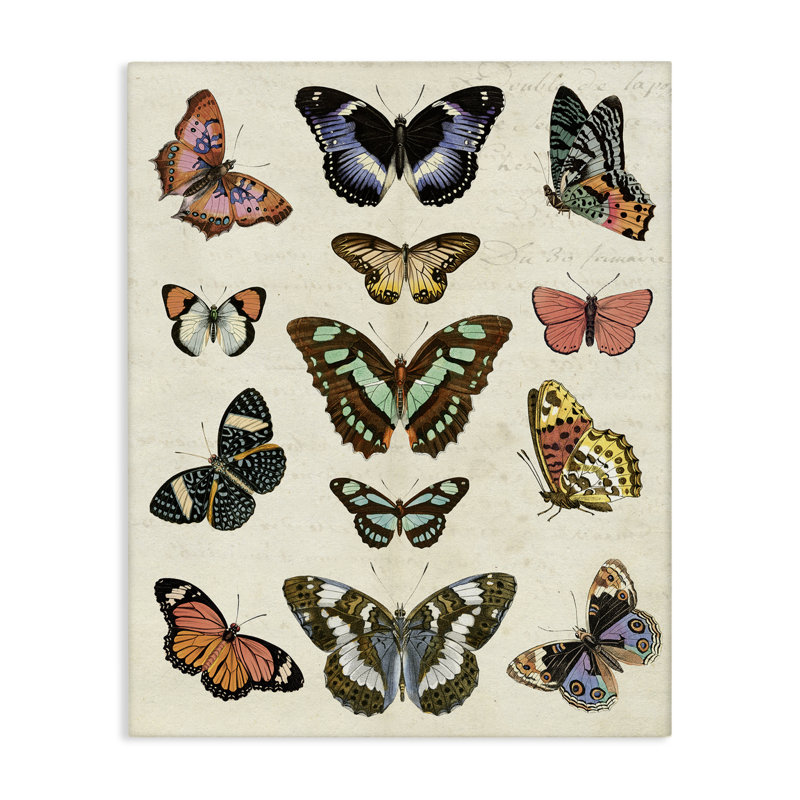 Vintage Butterfly Breeds Canvas Wall Art by Susan Arnot bp-663_CN, H 20 po x l 16 po