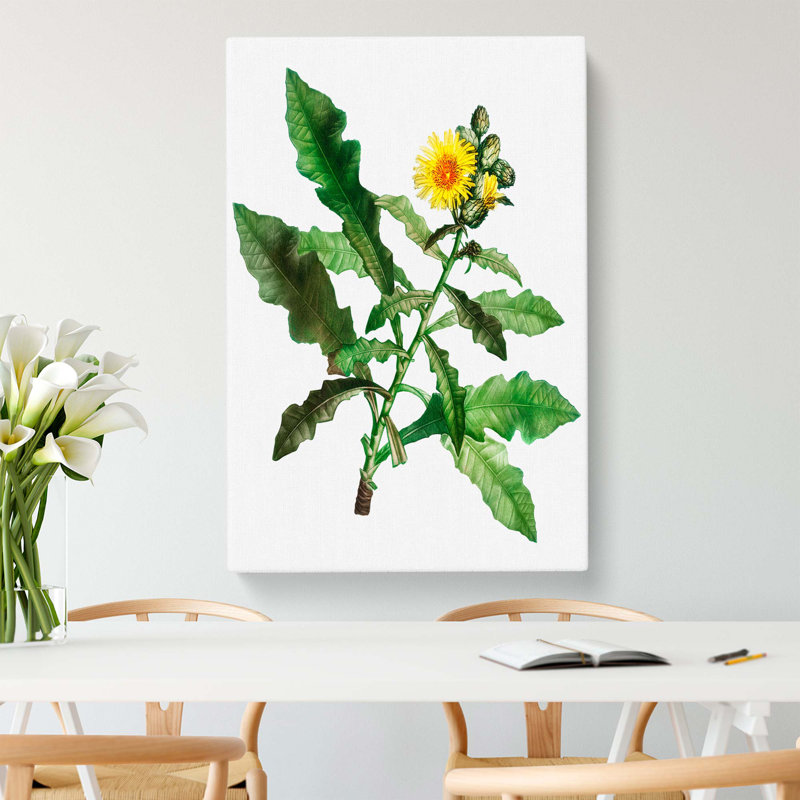 Yellow Sow Thistle by Pierre-Joseph Redoute - Wrapped Canvas, 50cm H x 35cm W x 3cm D