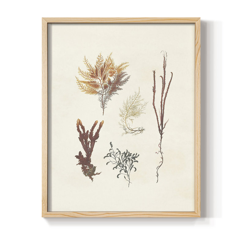 Knorr Shells & Coral VII, reproduction encadrée - bois massif, H 15 po x l 12 po