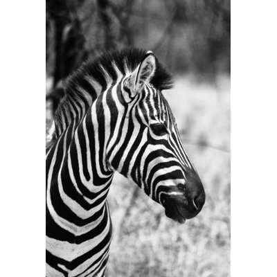 Charing Zebra - Wrapped Canvas Print