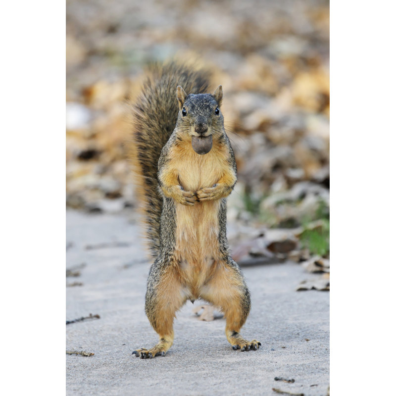 Bette Nut Poser by Aznature - Wrapped Canvas Print, 91cm H x 61cm W x 3.8cm D