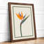 Bird of Paradise Botanical - Framed Print-327675638-327675641