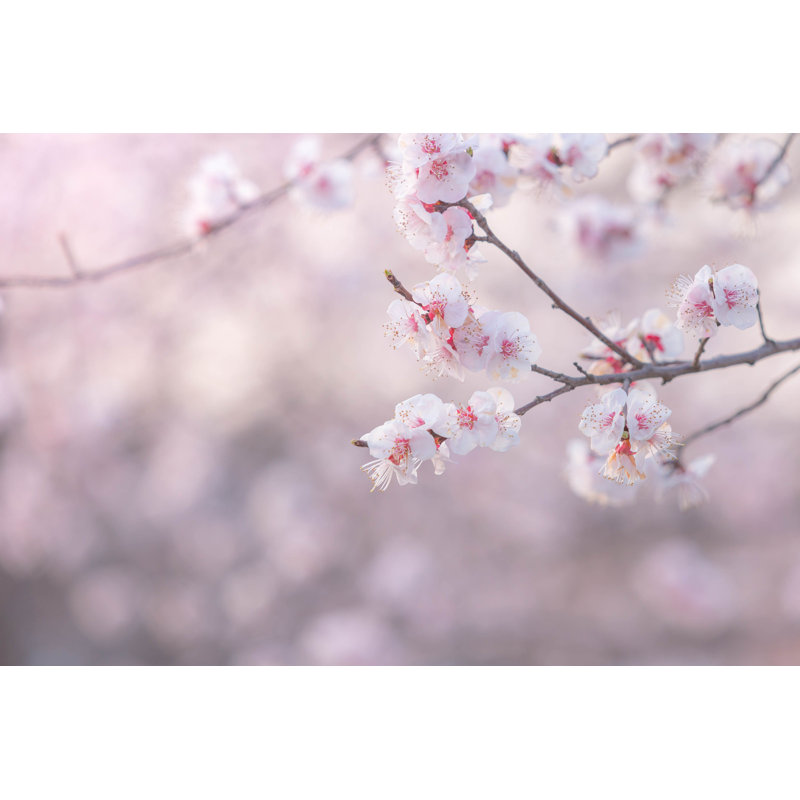 «Abstract Cherry Blossom» par Aomam - photographie sur toile tendue, H 8 po x l 12 po