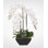 Real Touch White Orchids and Succulents in a Black Metal Zinc Pot