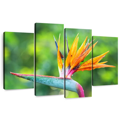 Fleur Harnek, oiseau du paradis
