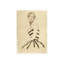 Study - Stripes In Repose Print by Sarah Atkinson-26951599-26951604