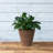 Carrero Pot Planter-579612686-579612692