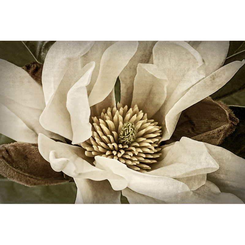 Classic Magnolia II, H 32 po x l 48 po x P 1,25 po
