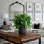 Sedum Bush dans un vase Fiberstone-1374902516